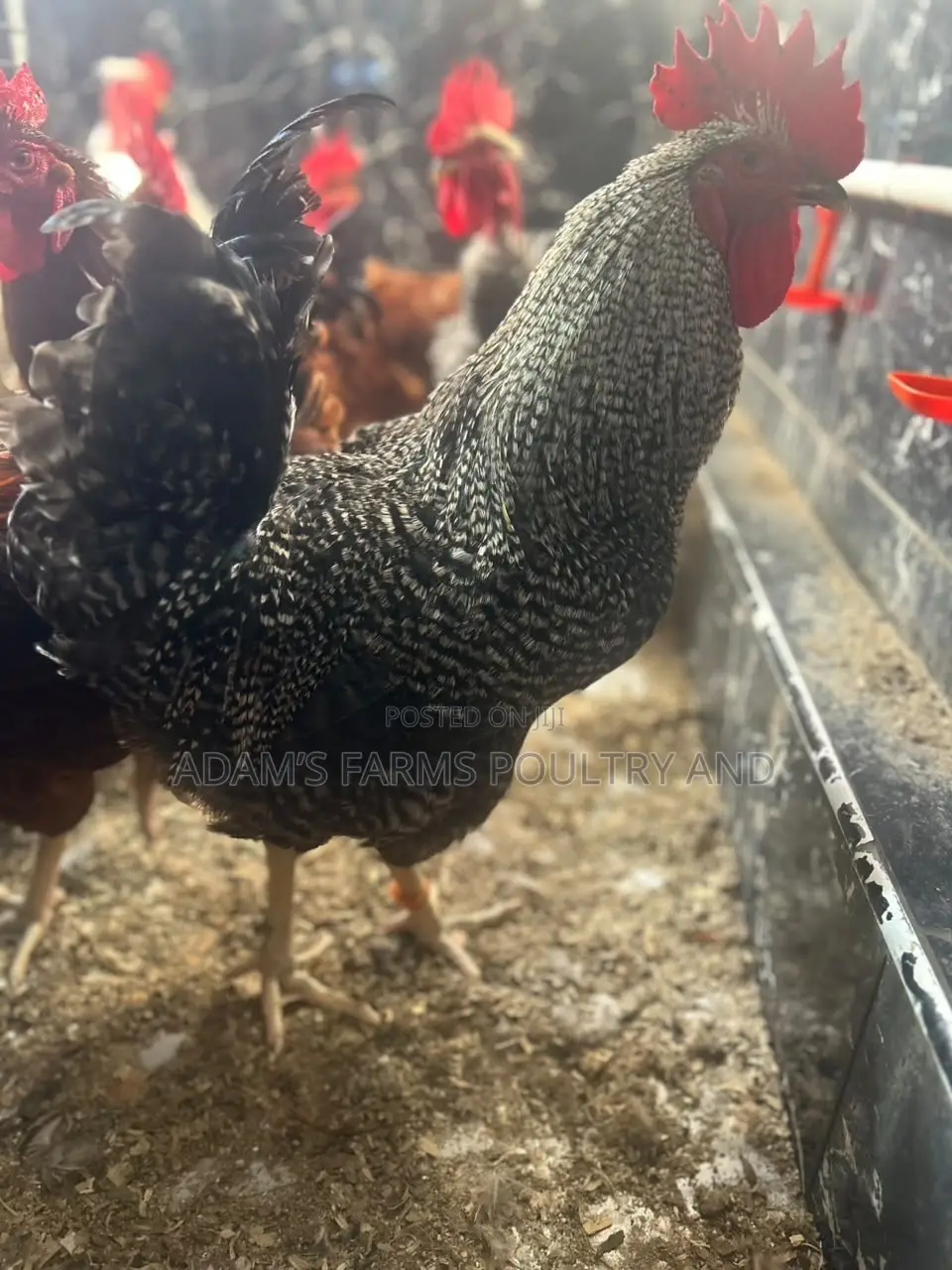 Mature Barred Plymouth Rock & Rhode Island Red-Type Roosters