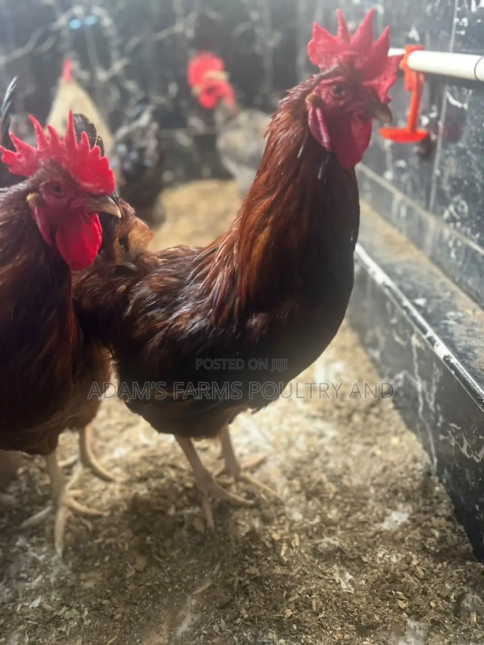 Mature Barred Plymouth Rock & Rhode Island Red-Type Roosters