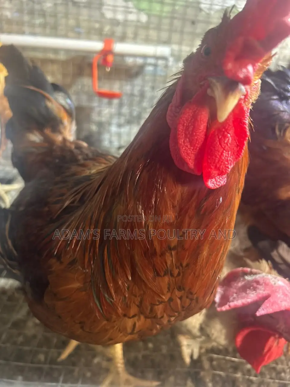 Mature Barred Plymouth Rock & Rhode Island Red-Type Roosters