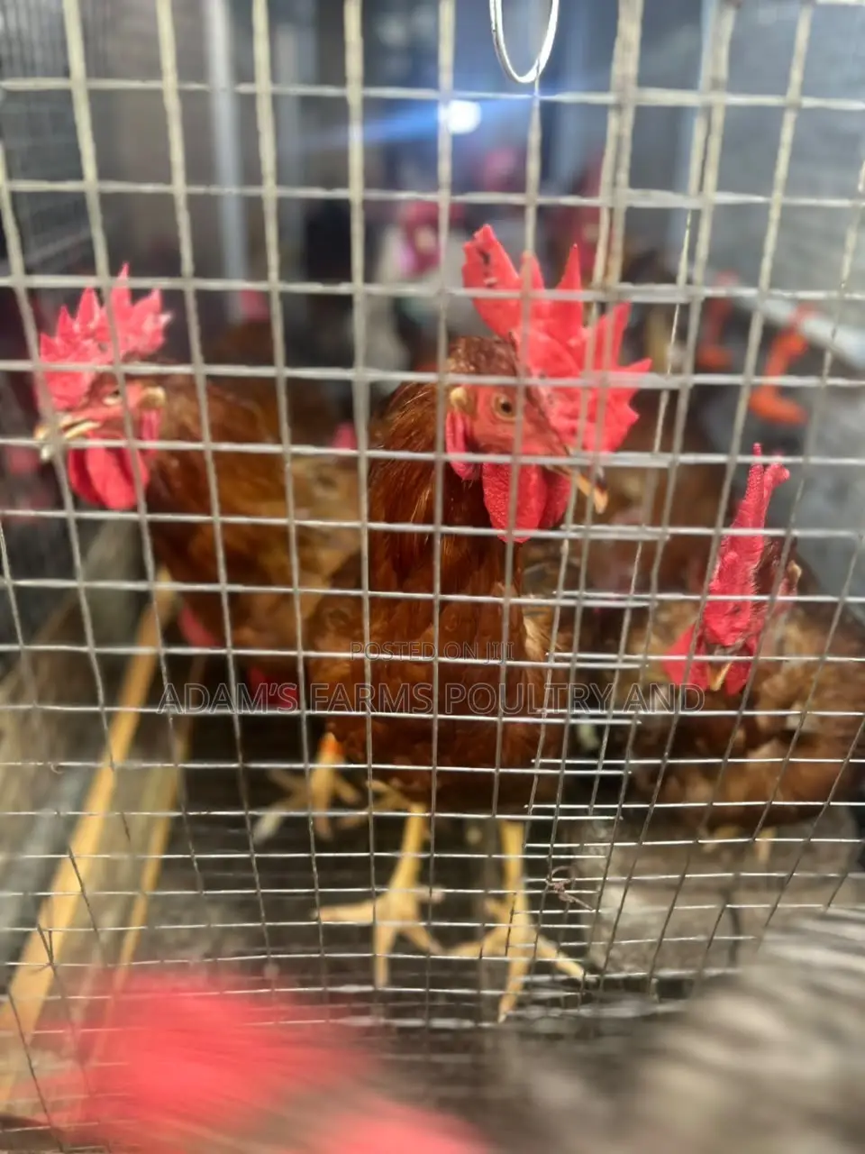 Mature Barred Plymouth Rock & Rhode Island Red-Type Roosters