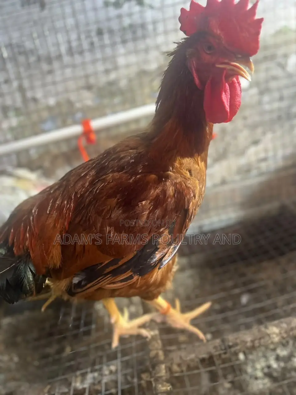 Mature Barred Plymouth Rock & Rhode Island Red-Type Roosters