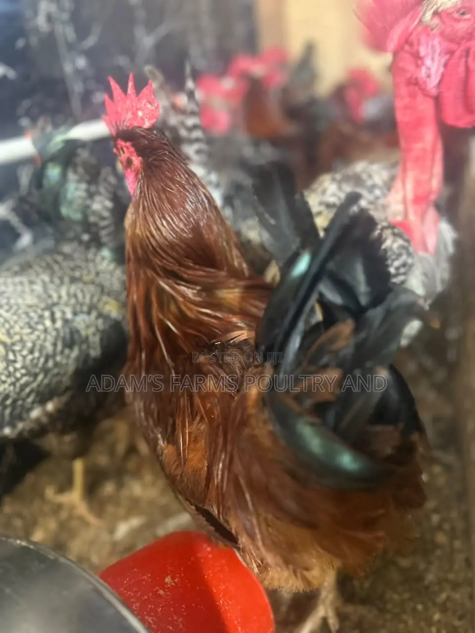 Mature Barred Plymouth Rock & Rhode Island Red-Type Roosters