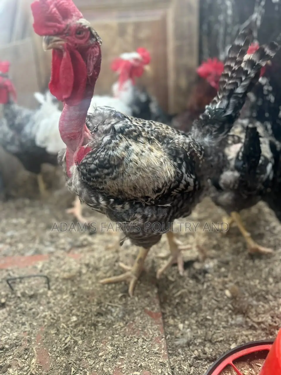 Mature Barred Plymouth Rock & Rhode Island Red-Type Roosters