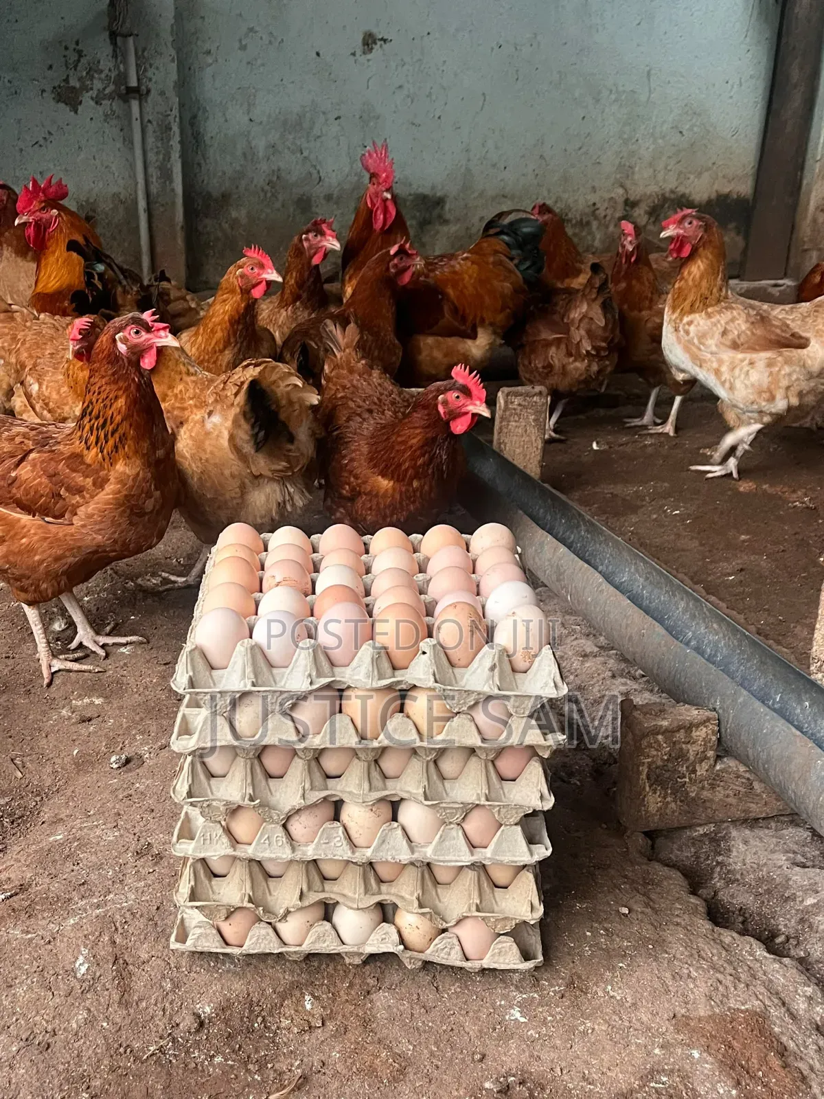 Fertiled Sasso Eggs