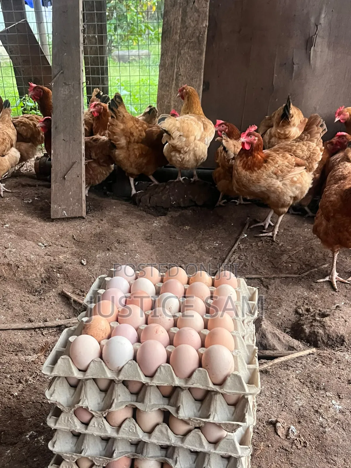 Fertiled Sasso Eggs