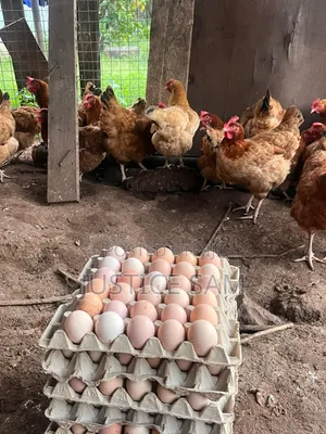 Fertiled Sasso Eggs