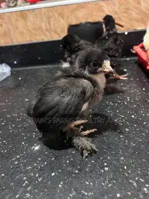 Brahma Fertile Hatching Eggs