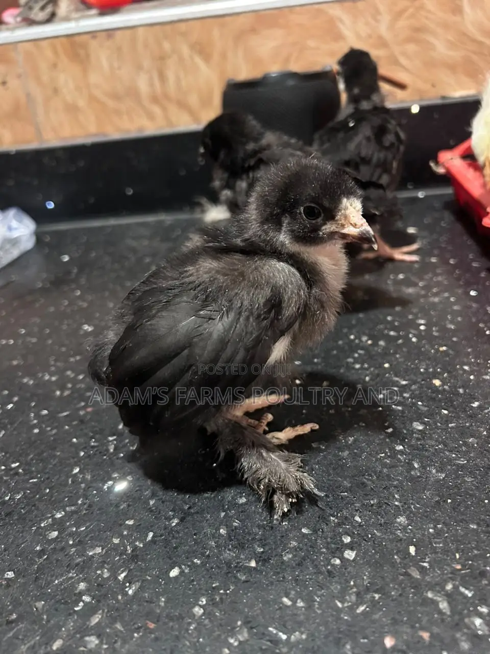 Brahma Fertile Hatching Eggs