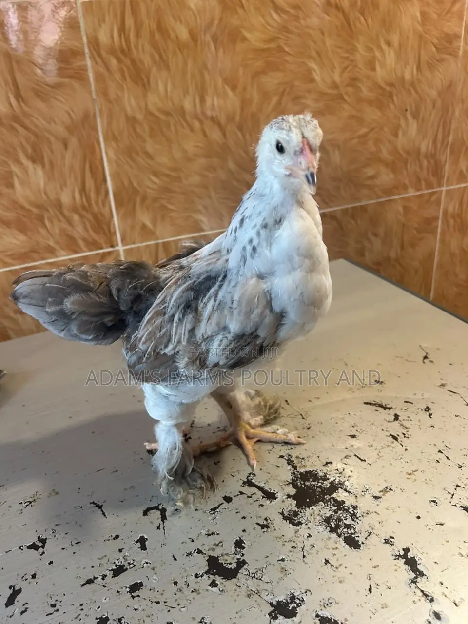 Brahma Fertile Hatching Eggs