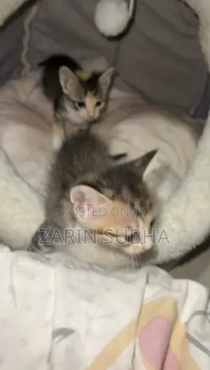 0-1 month Male Mixed Breed Maine Coon