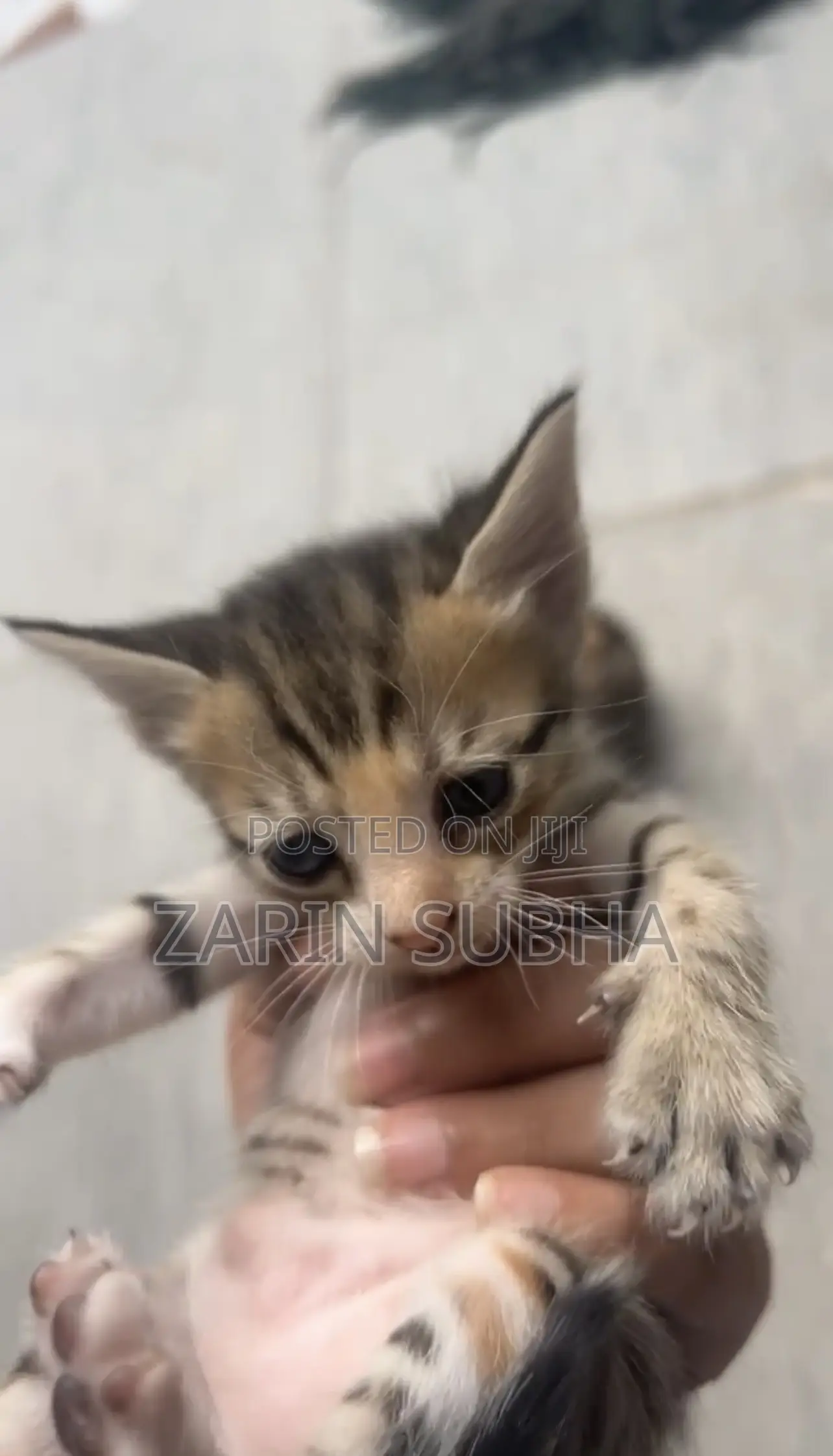 0-1 month Male Mixed Breed Maine Coon