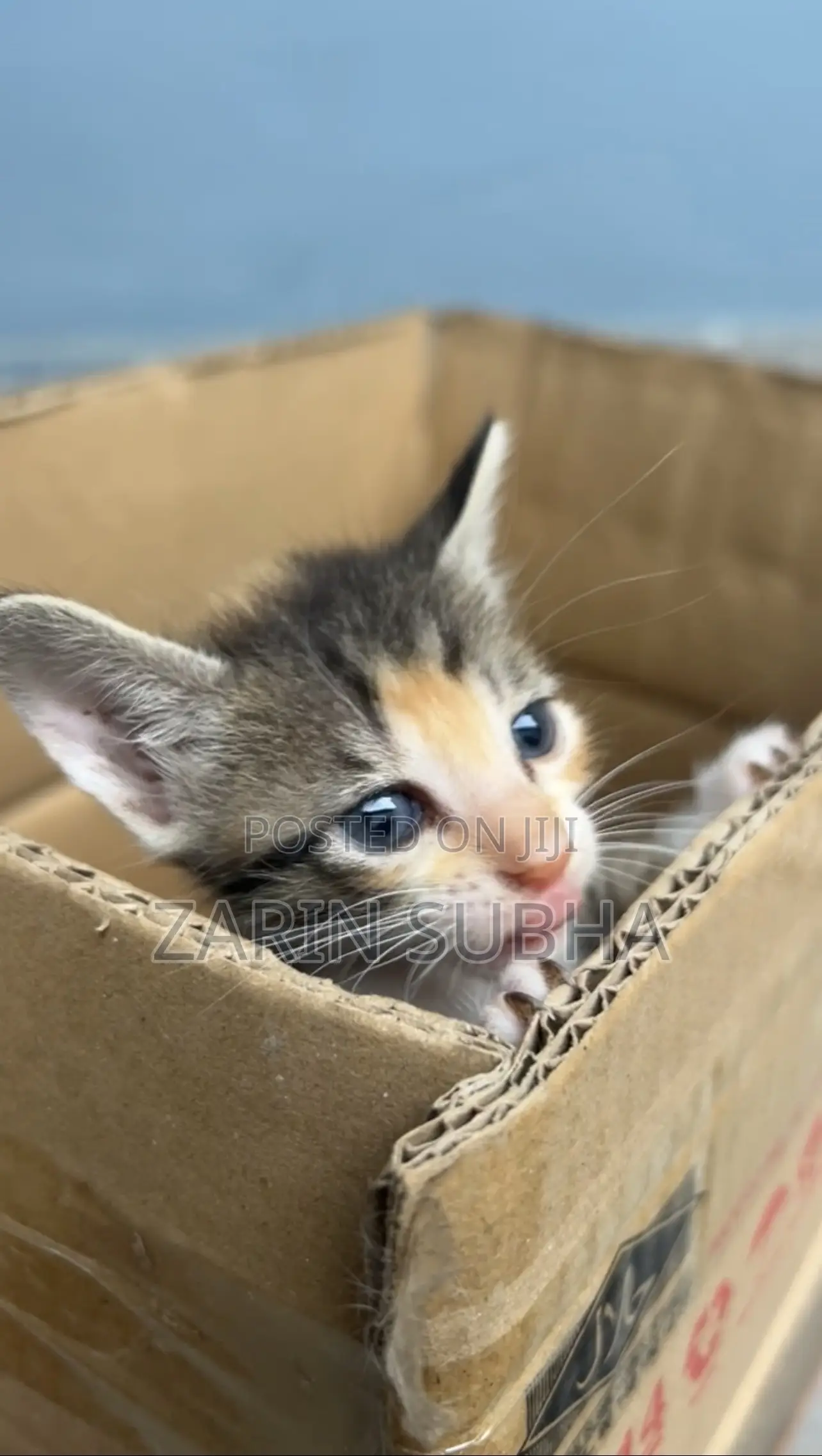 0-1 month Male Mixed Breed Maine Coon