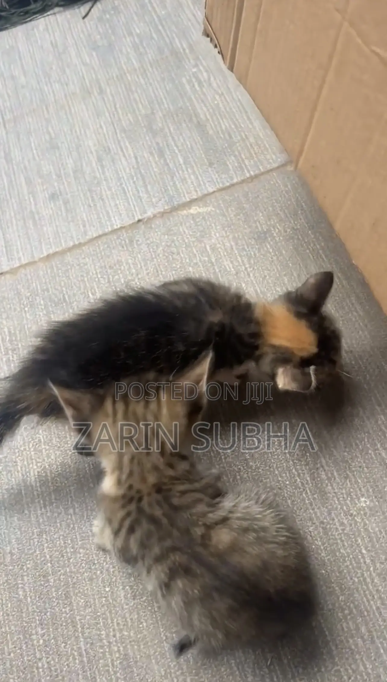 0-1 month Male Mixed Breed Maine Coon