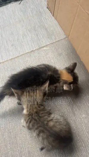 0-1 month Male Mixed Breed Maine Coon