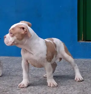 1-3 months Female Purebred American Bully