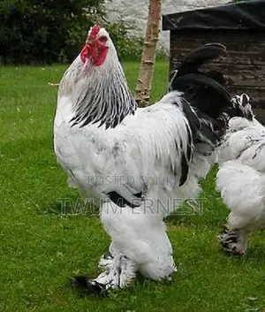 Duncanbuilder Chickens Fram
