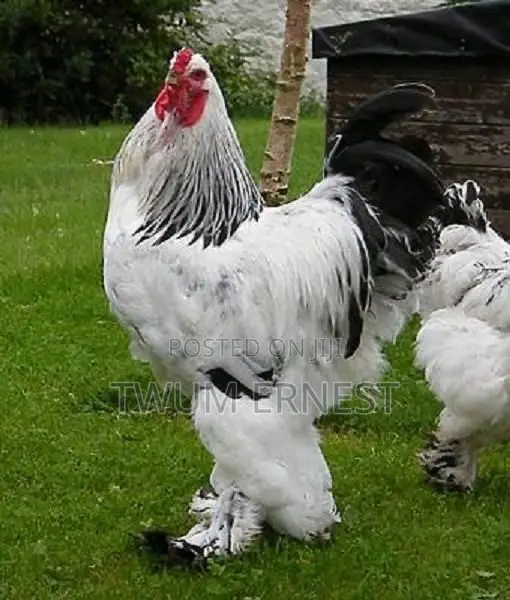 Duncanbuilder Chickens Fram