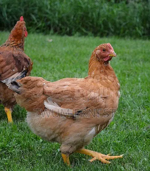 Duncanbuilder Chickens Fram