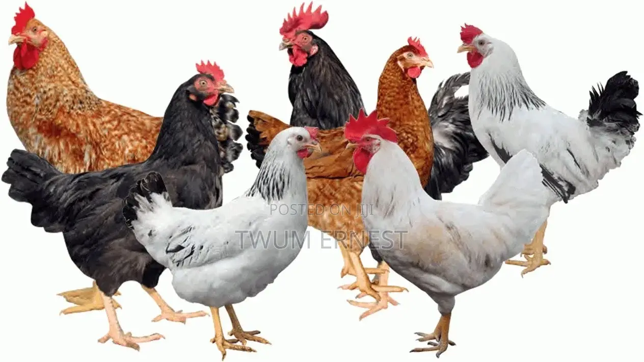 Duncanbuilder Chickens Fram