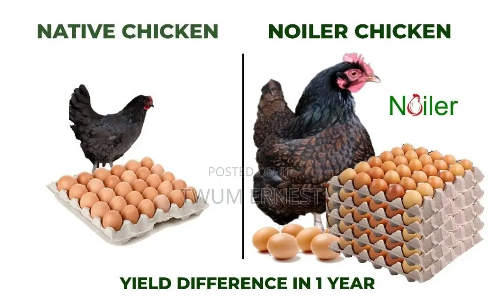 Duncanbuilder Chickens Fram