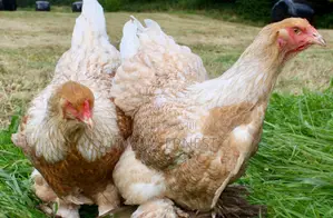 Duncanbuilder Chickens Fram
