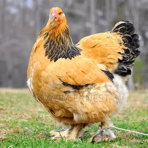 Duncanbuilder Chickens Fram
