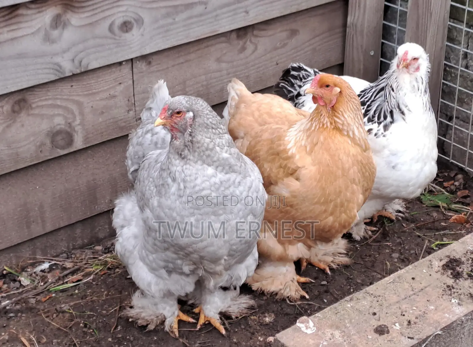 Duncanbuilder Chickens Fram