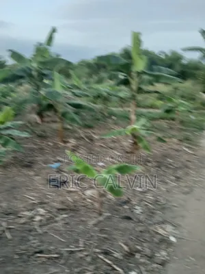 Ashalaja Titled Land With Dwarf Wall for Sale