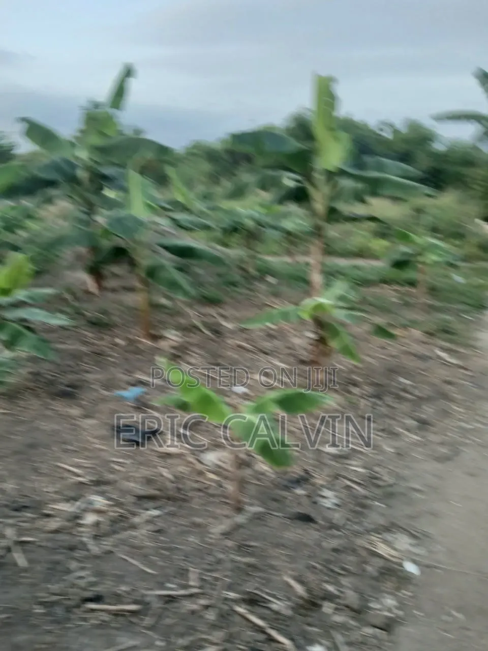 Ashalaja Titled Land With Dwarf Wall for Sale