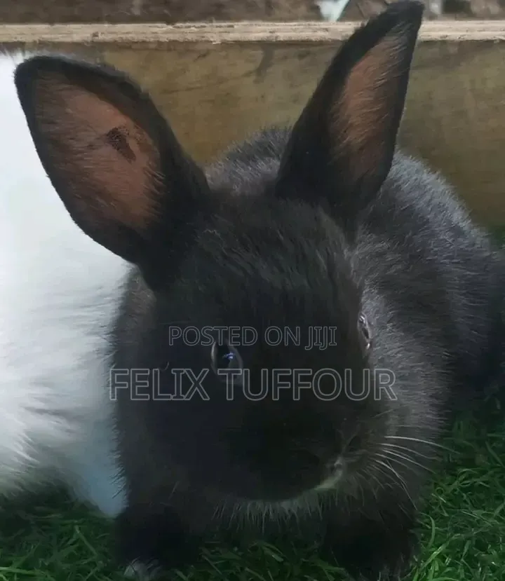 Angola Rabbit