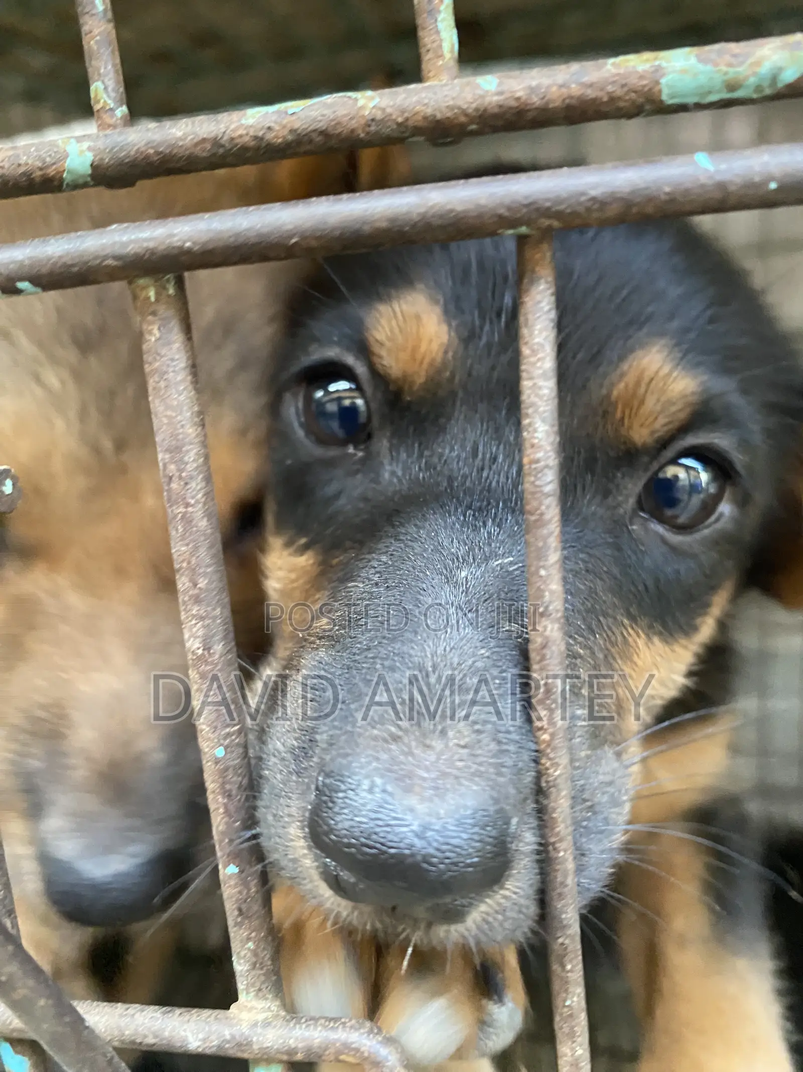 1-3 months Male Mixed Breed German Shepherd