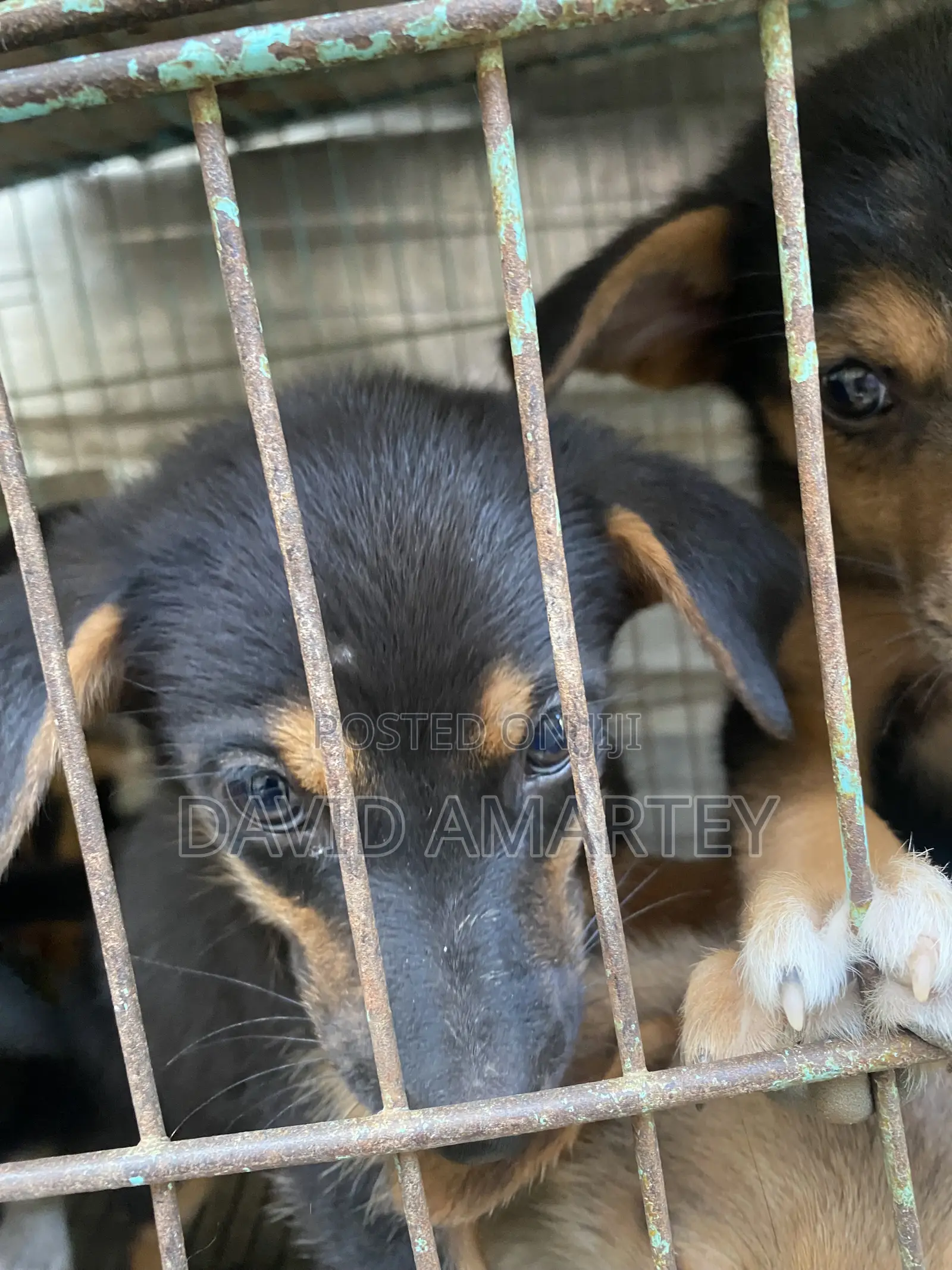 1-3 months Male Mixed Breed German Shepherd