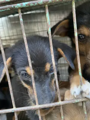 1-3 months Male Mixed Breed German Shepherd