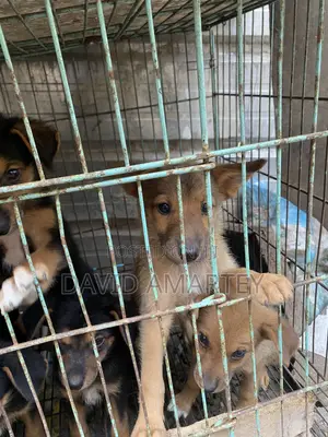 1-3 months Male Mixed Breed German Shepherd