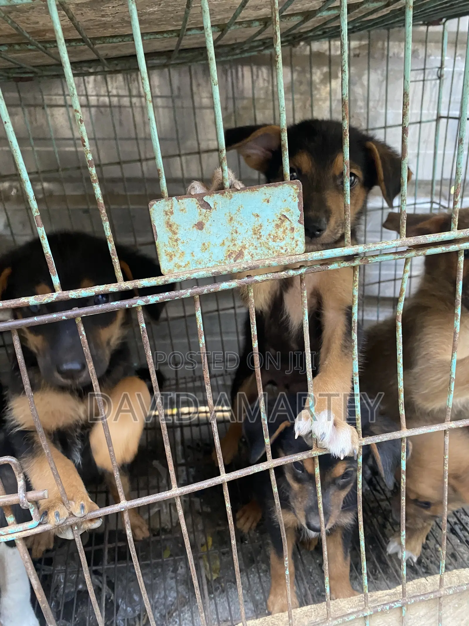 1-3 months Male Mixed Breed German Shepherd