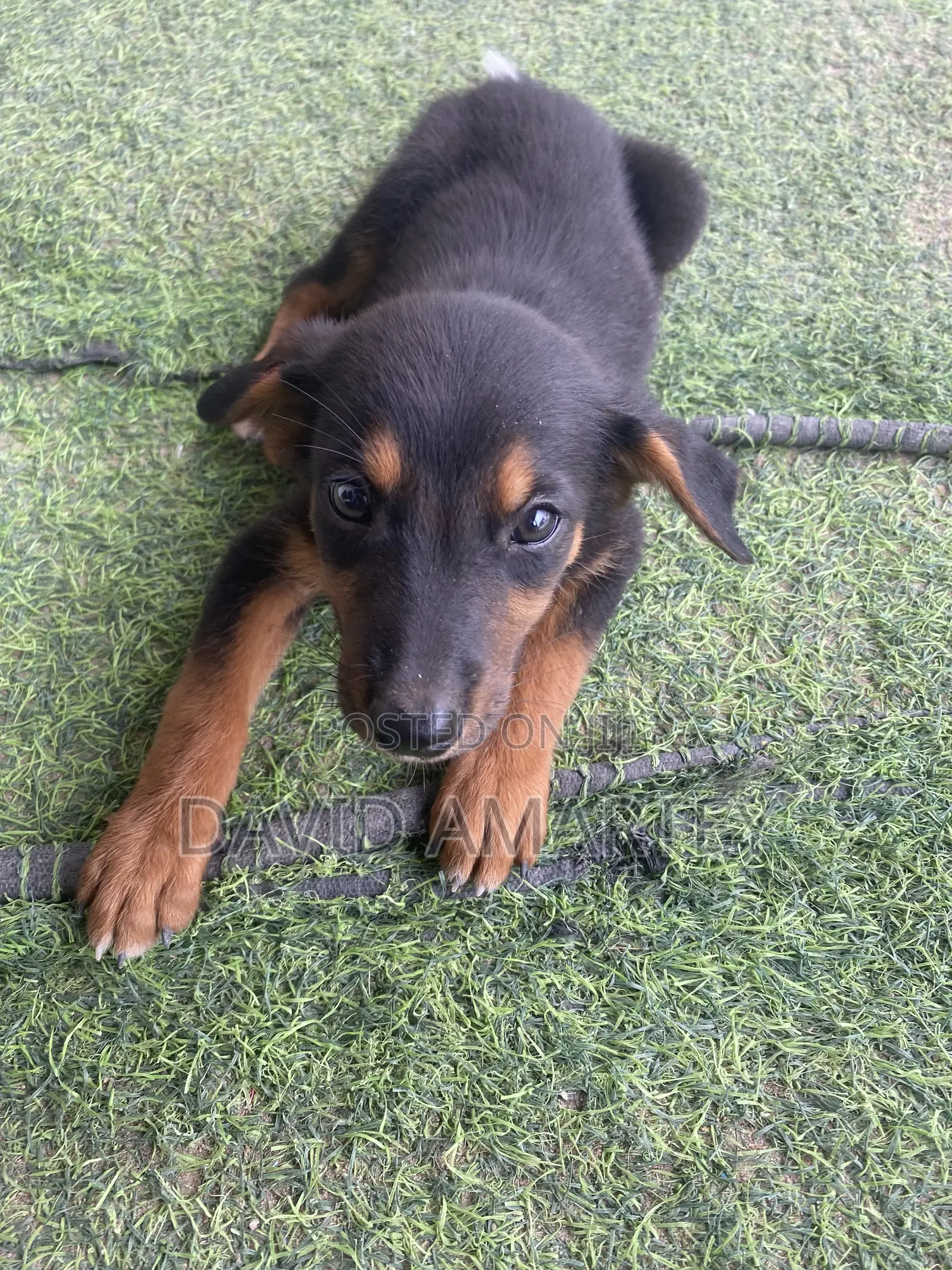 1-3 months Male Mixed Breed German Shepherd