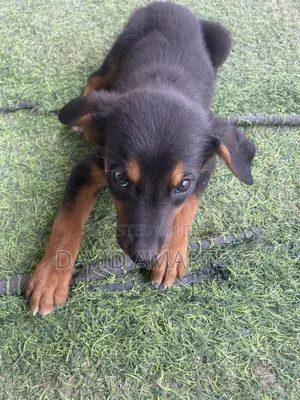1-3 months Male Mixed Breed German Shepherd