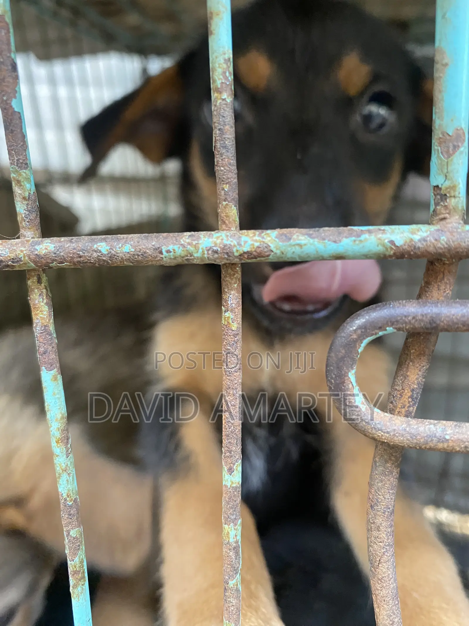 1-3 months Male Mixed Breed German Shepherd