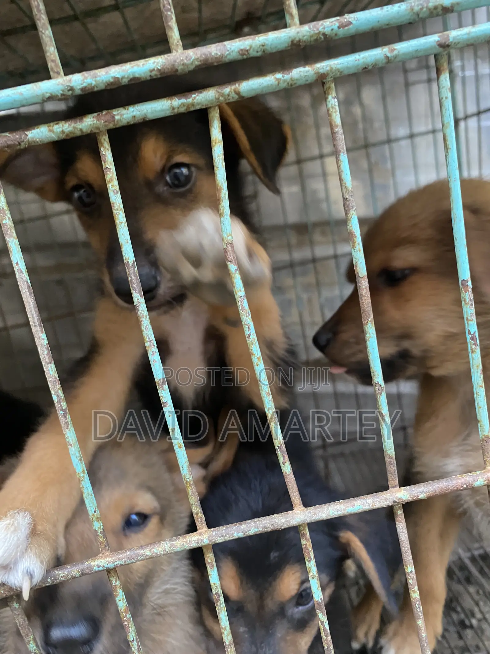 1-3 months Male Mixed Breed German Shepherd