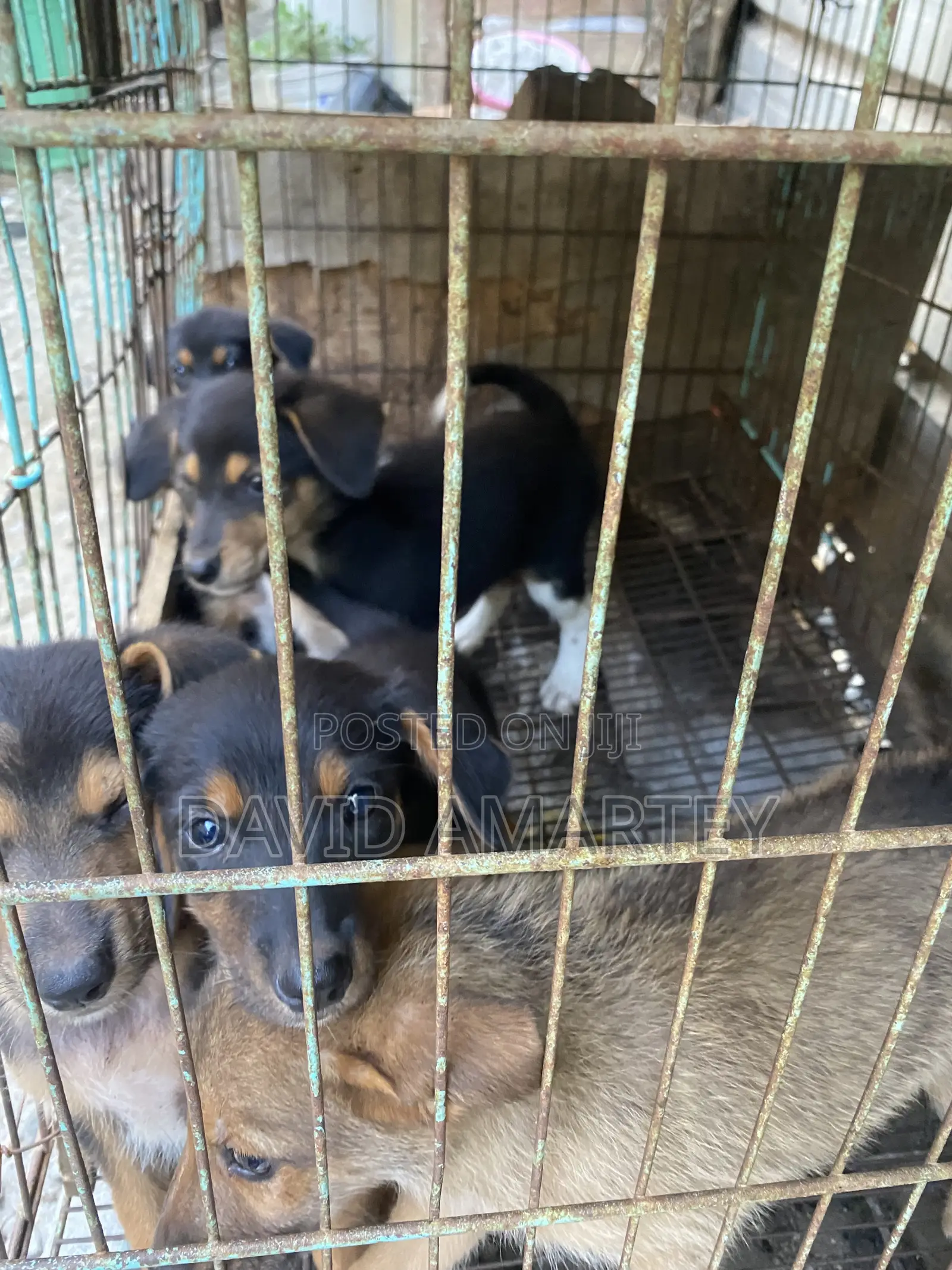 1-3 months Male Mixed Breed German Shepherd