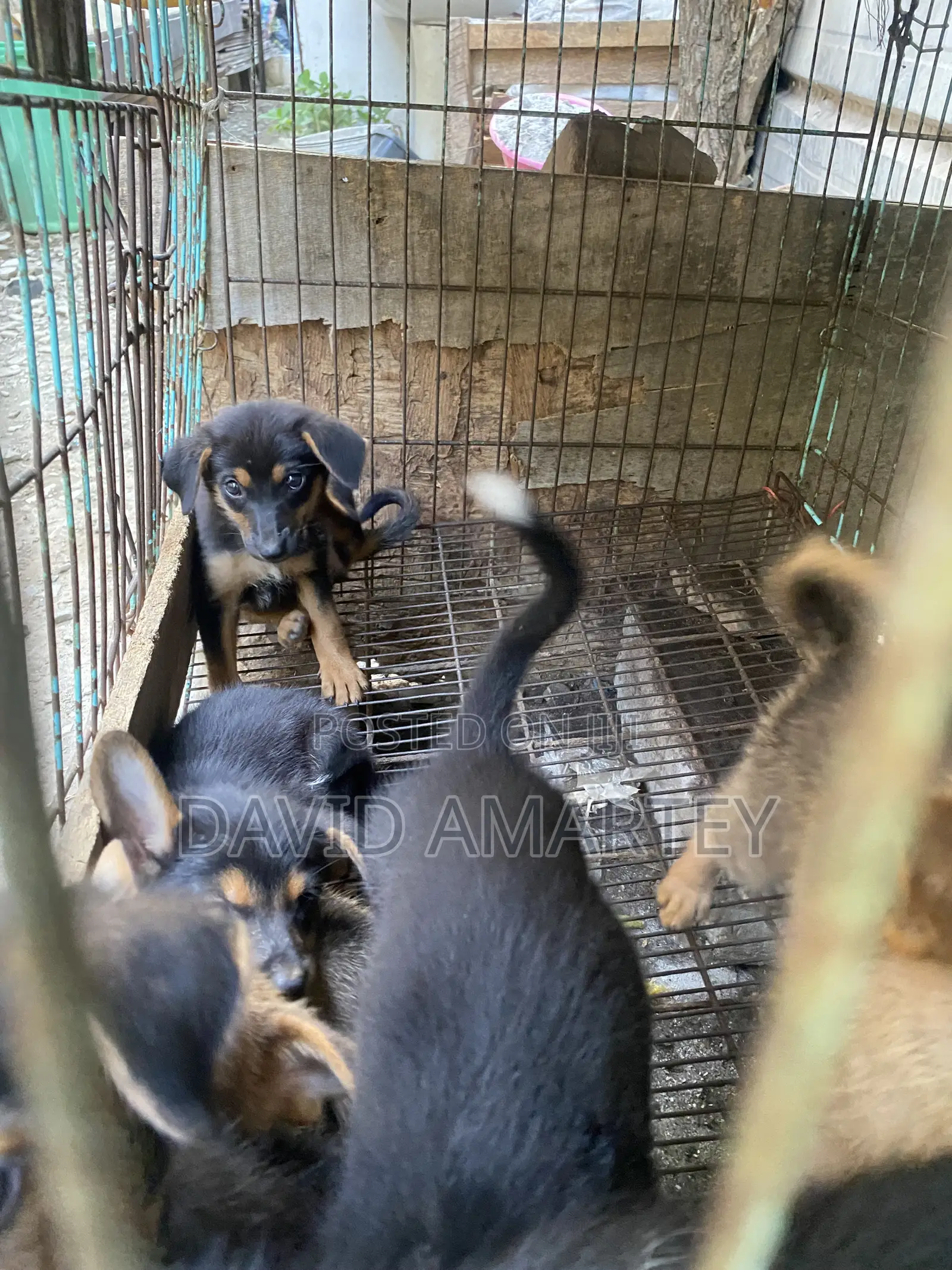 1-3 months Male Mixed Breed German Shepherd