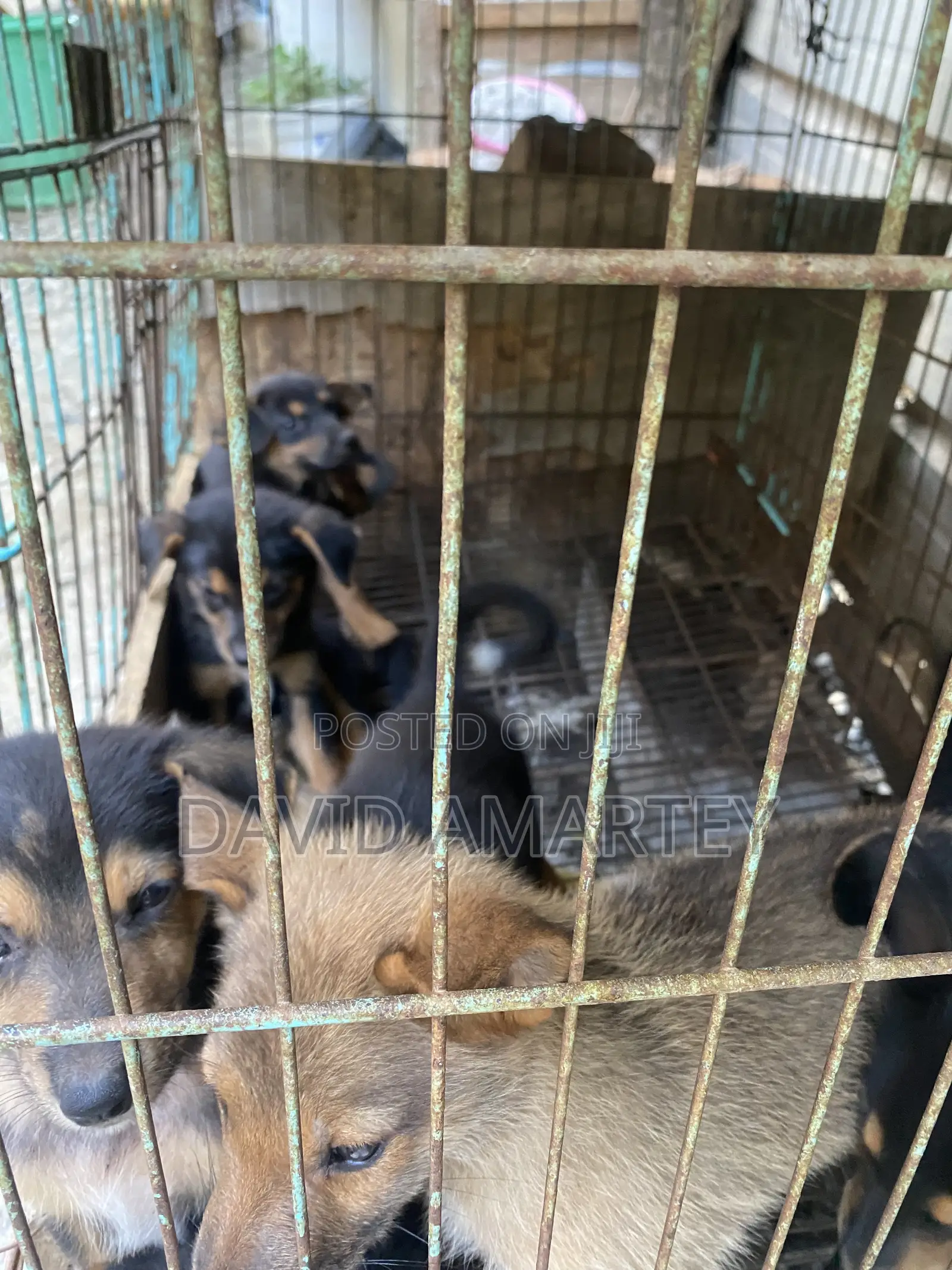 1-3 months Male Mixed Breed German Shepherd