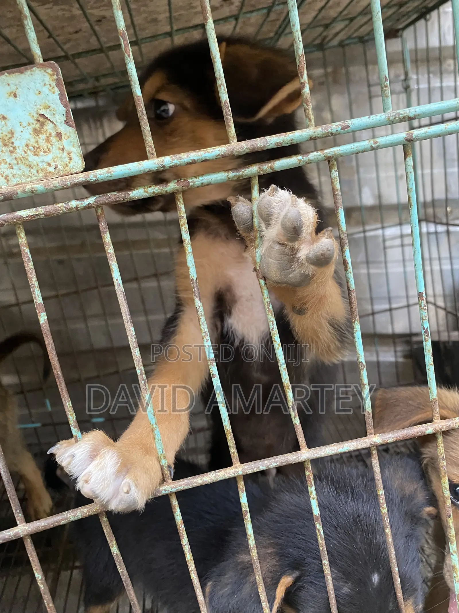 1-3 months Male Mixed Breed German Shepherd
