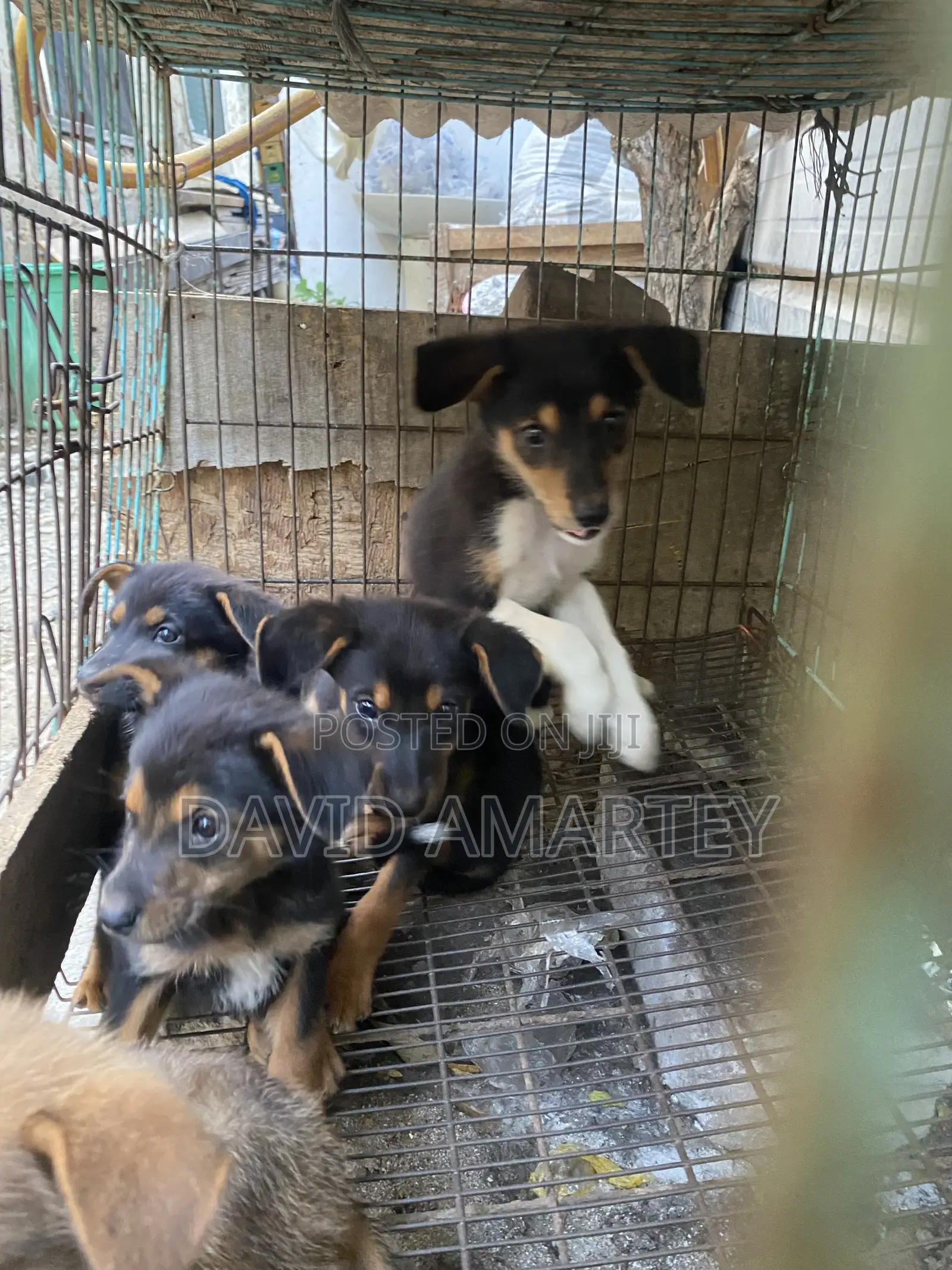 1-3 months Male Mixed Breed German Shepherd