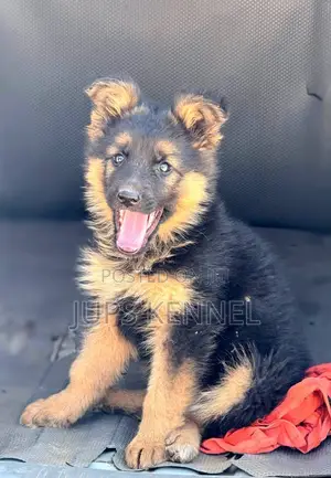 1-3 months Male Purebred German Shepherd
