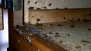 Fumigation & Fumigation