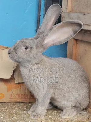 Healthy Rabbit