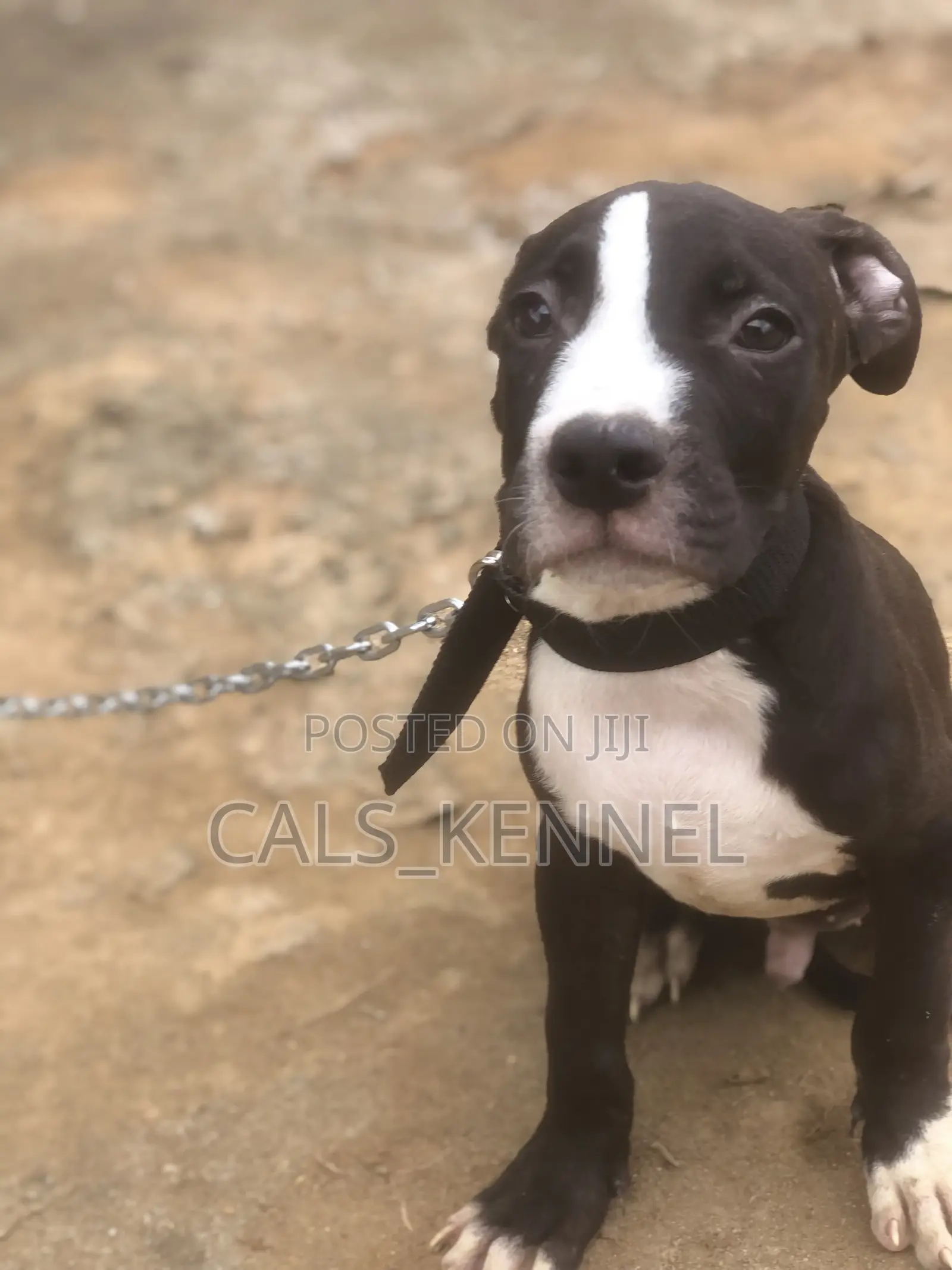 1-3 months Male Purebred American Pit Bull Terrier