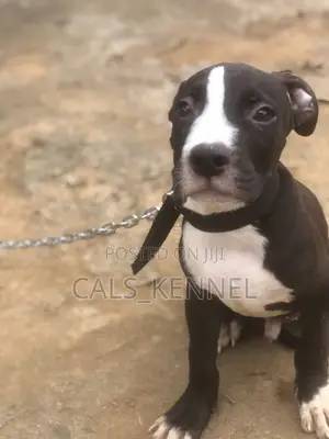 1-3 months Male Purebred American Pit Bull Terrier