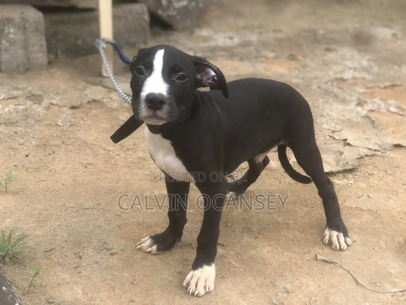 1-3 months Male Purebred American Pit Bull Terrier